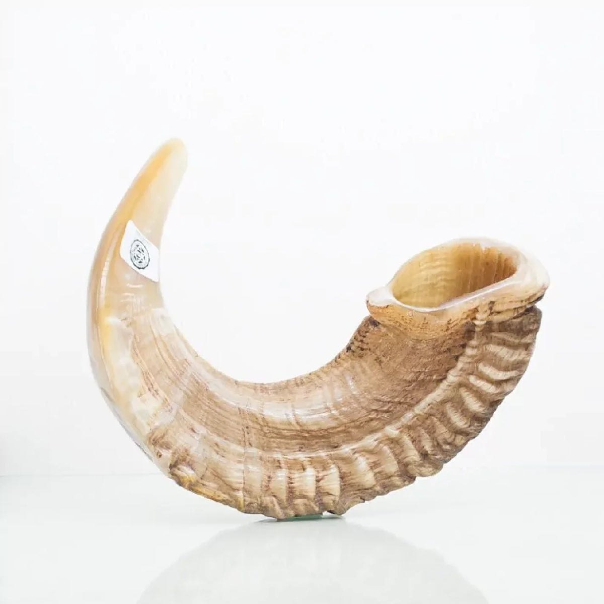 Shofar de Carnero 16.9–18.5 in (43–47 cm)