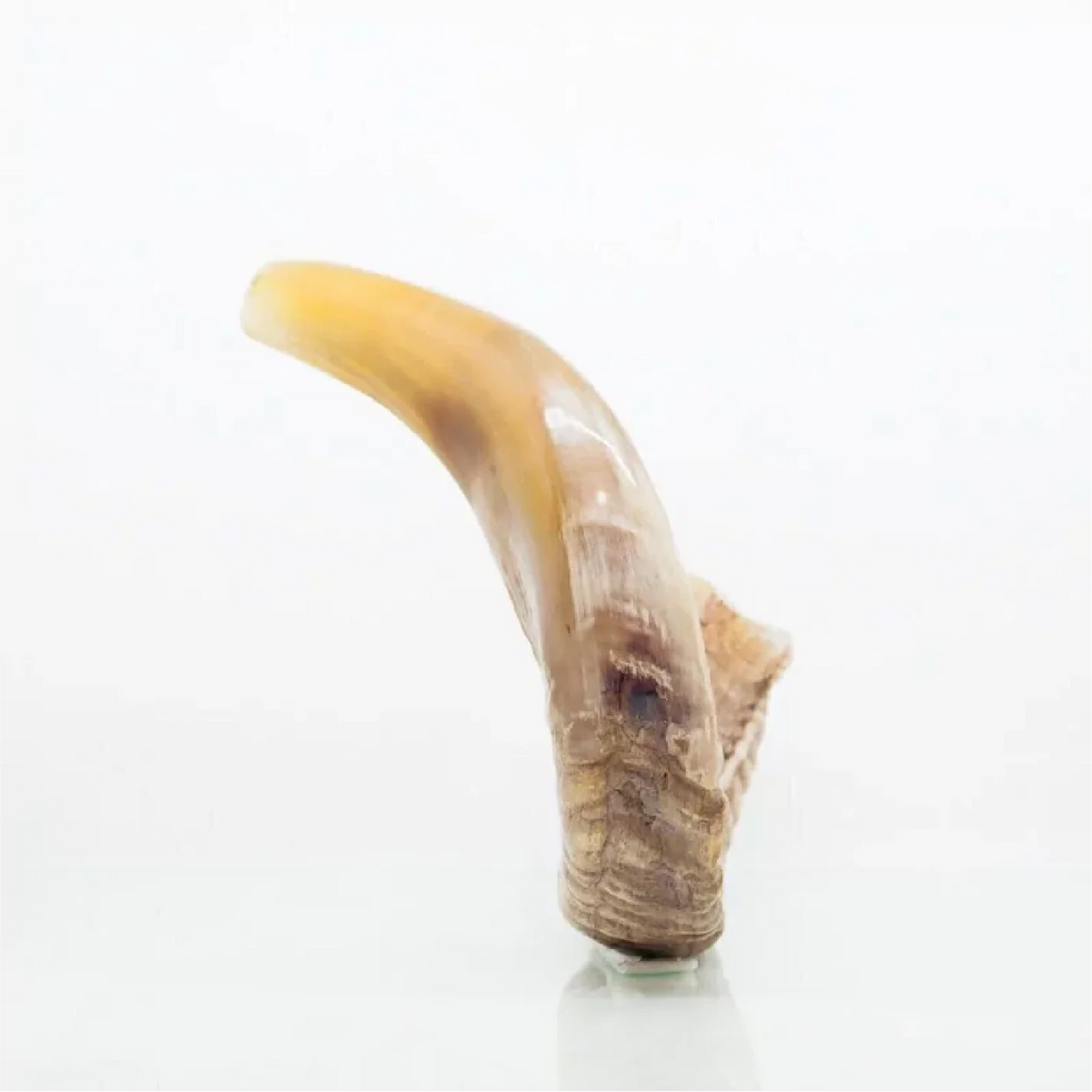 Shofar de Carnero 16.9–18.5 in (43–47 cm)