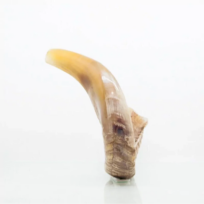 Shofar de Carnero 16.9–18.5 in (43–47 cm)
