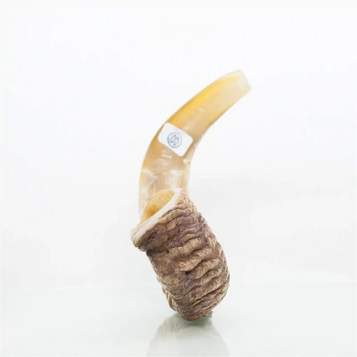 Shofar de Carnero 16.9–18.5 in (43–47 cm)