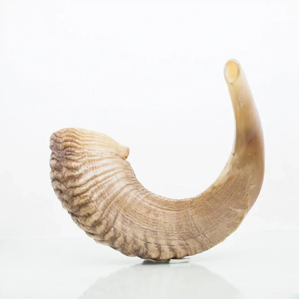 Shofar de Carnero 16.9–18.5 in (43–47 cm)