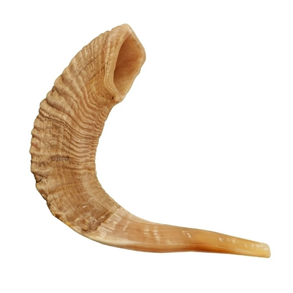 Shofar de Carneiro 19.3–21.7 in (49–55 cm)