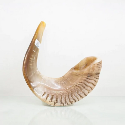 Shofar de Carneiro 19.3–21.7 in (49–55 cm)