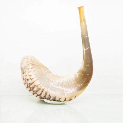 Shofar de Carneiro 19.3–21.7 in (49–55 cm)