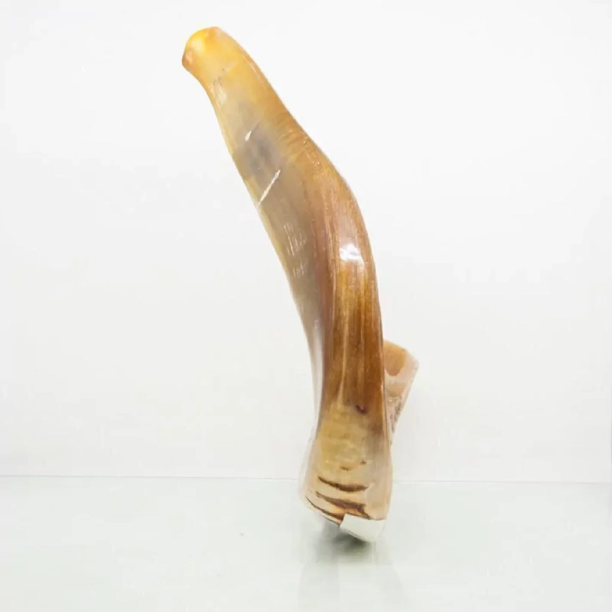 Shofar de Carneiro 19.3–21.7 in (49–55 cm)