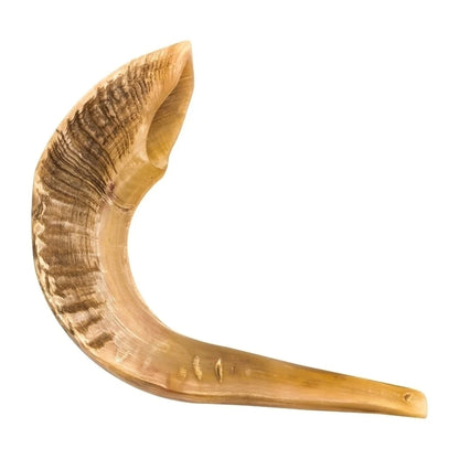 Shofar de Carnero 21.7–23.6 in (55–60 cm)