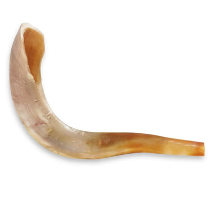 Shofar de Carnero 21.7–23.6 in (55–60 cm)