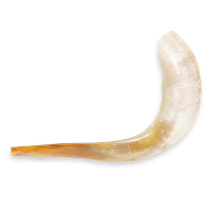 Shofar de Carnero 21.7–23.6 in (55–60 cm)
