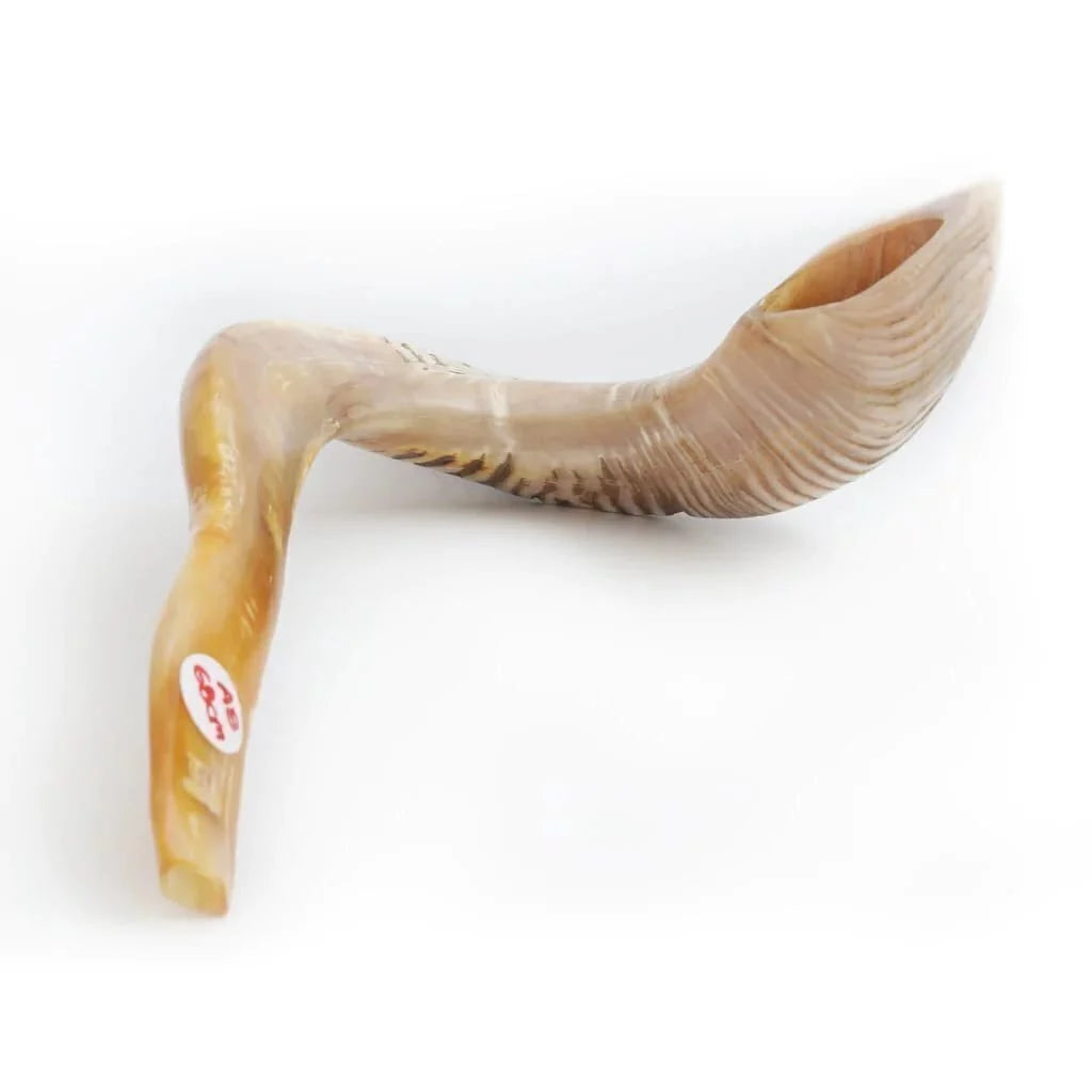 Shofar de Carnero Grande 23.6–25.6 in (60–65 cm)