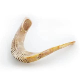 Shofar de Carnero Grande 23.6–25.6 in (60–65 cm)