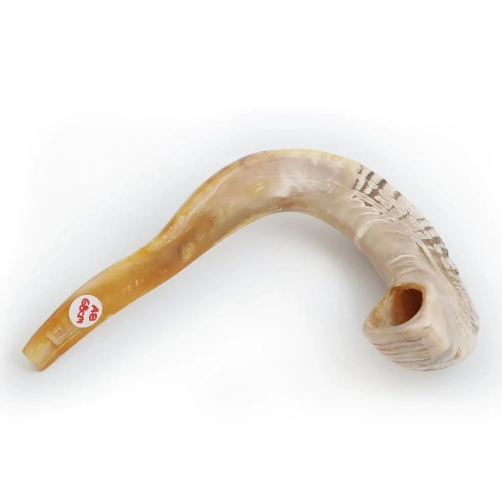 Shofar de Carnero Grande 23.6–25.6 in (60–65 cm)