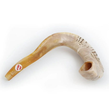 Shofar de Carnero Grande 23.6–25.6 in (60–65 cm)