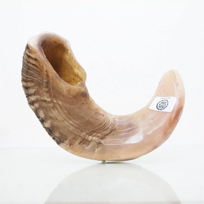 Shofar de Carnero 15–16.5 in (38–42 cm)