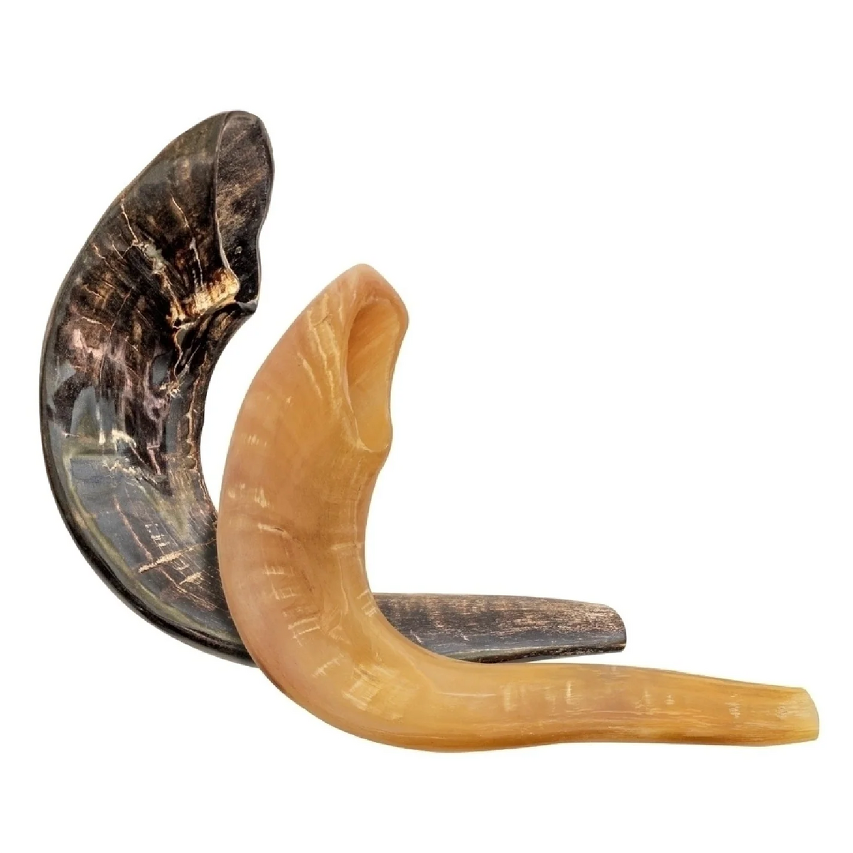Shofar de Carnero 15–16.5 in (38–42 cm)