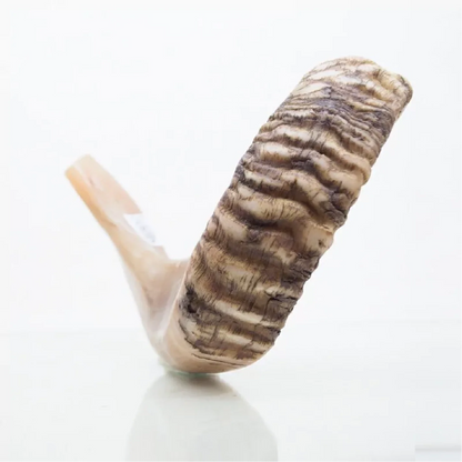Shofar de Carnero 15–16.5 in (38–42 cm)