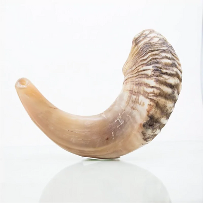 Shofar de Carnero 15–16.5 in (38–42 cm)