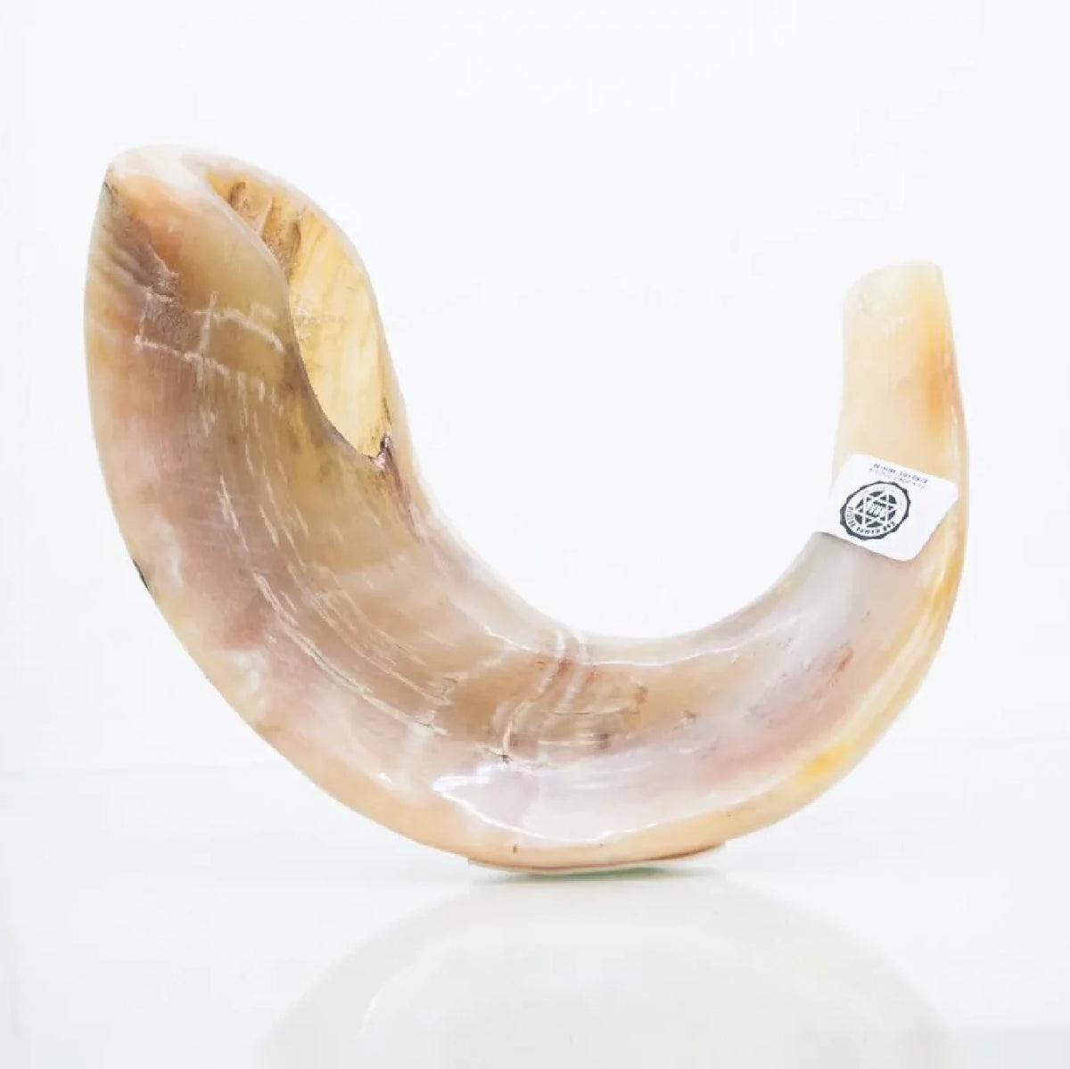 Shofar de Carnero 13.4–14.6 in (34–37 cm)