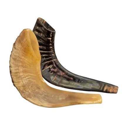 Shofar de Carnero 13.4–14.6 in (34–37 cm)