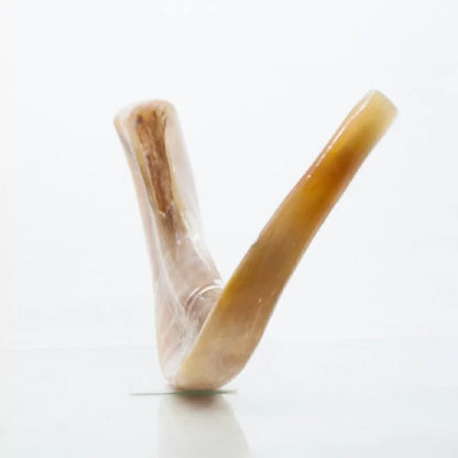 Shofar de Carnero 13.4–14.6 in (34–37 cm)