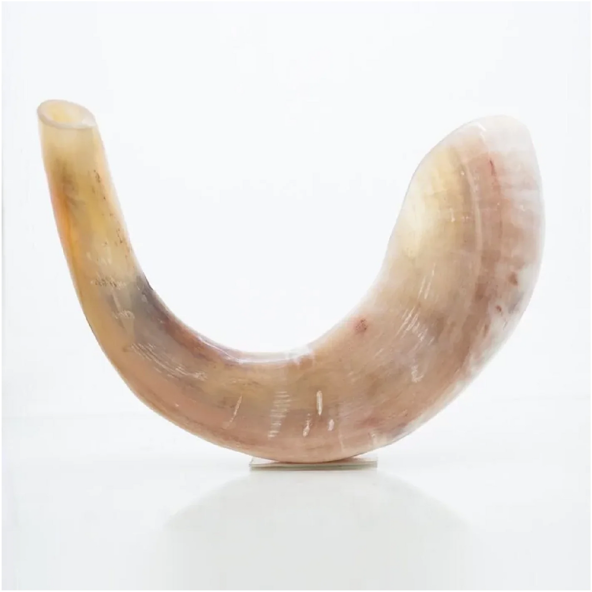 Shofar de Carnero 13.4–14.6 in (34–37 cm)