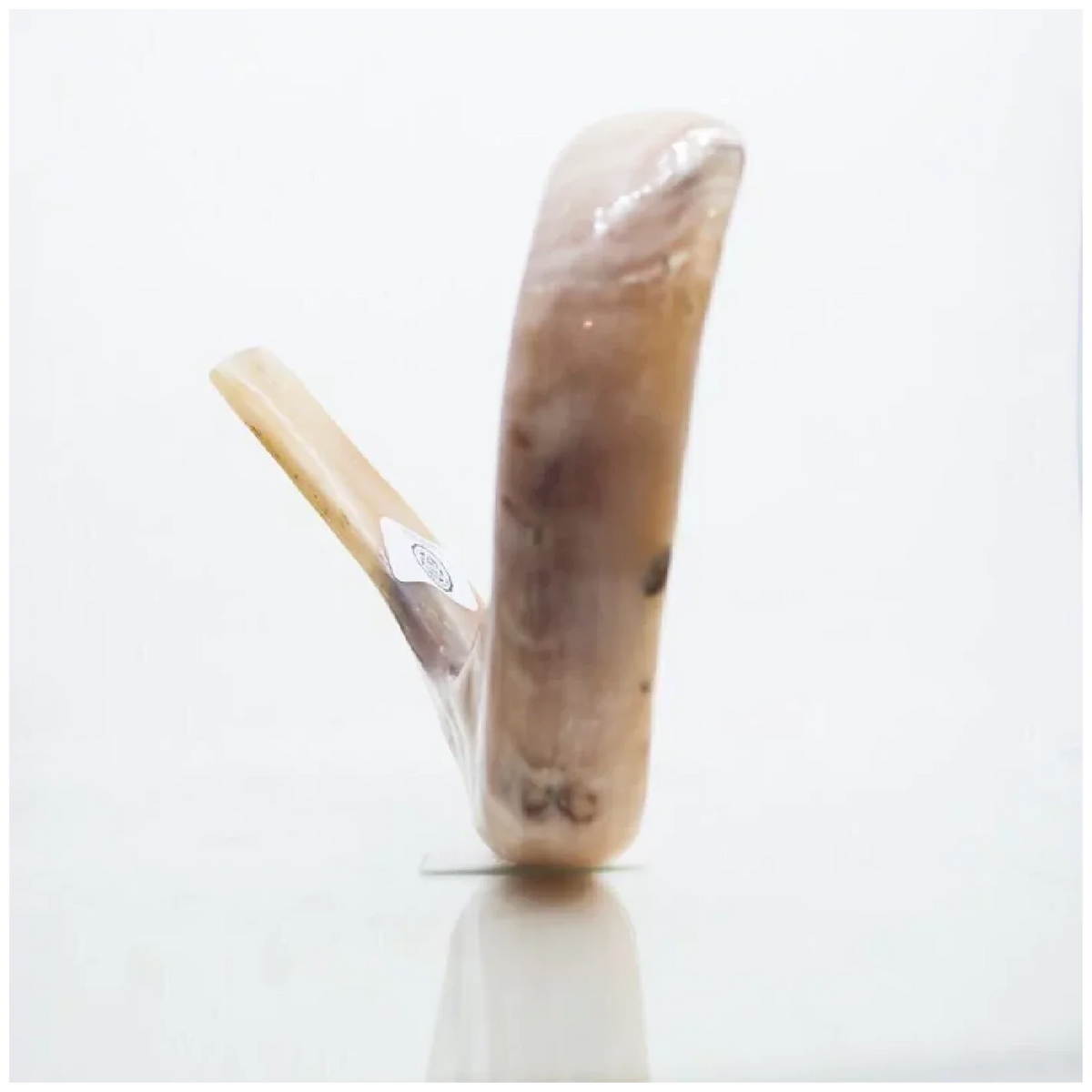 Shofar de Carnero 13.4–14.6 in (34–37 cm)