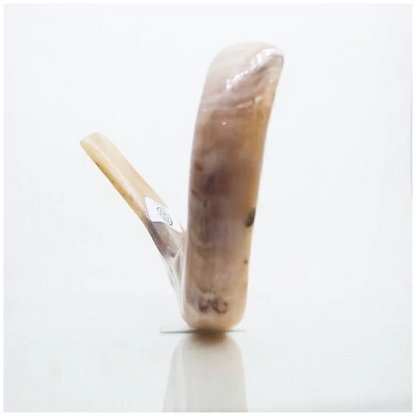 Shofar de Carnero 13.4–14.6 in (34–37 cm)