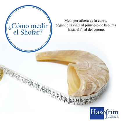Shofar de Carnero 13.4–14.6 in (34–37 cm)