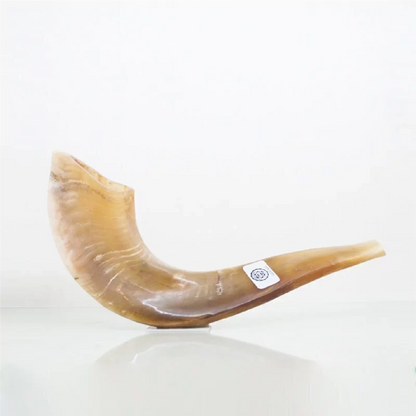 Ram Shofar — 28 to 33 cm