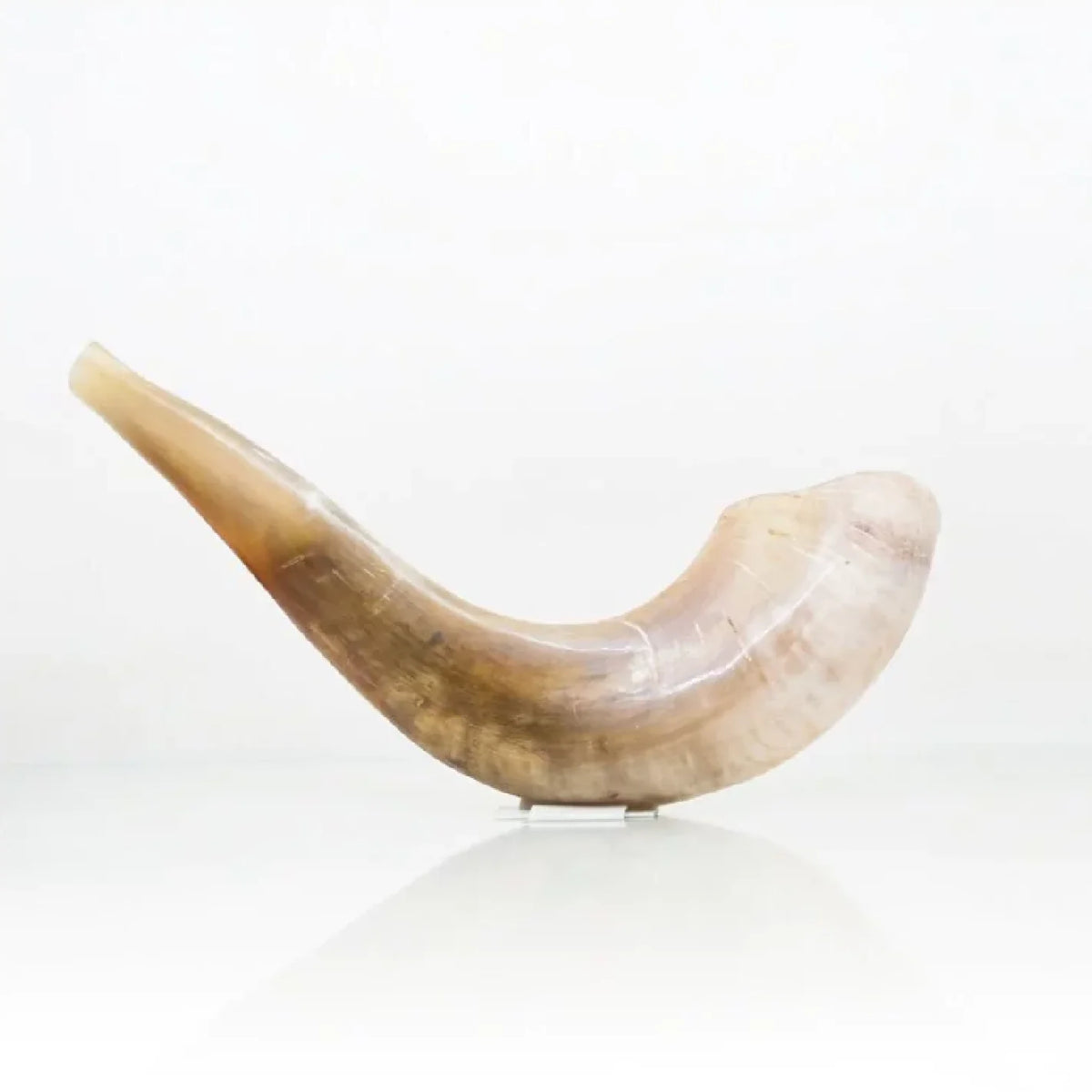 Ram Shofar — 28 to 33 cm