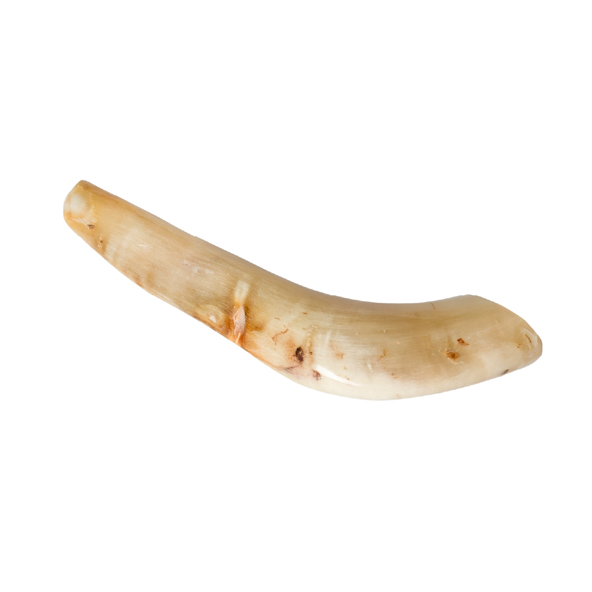 Shofar de Carnero Pequeño 7.5–10.6 in (19–27 cm)