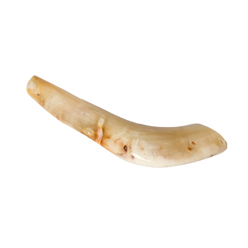 Shofar de Carnero Pequeño 7.5–10.6 in (19–27 cm)