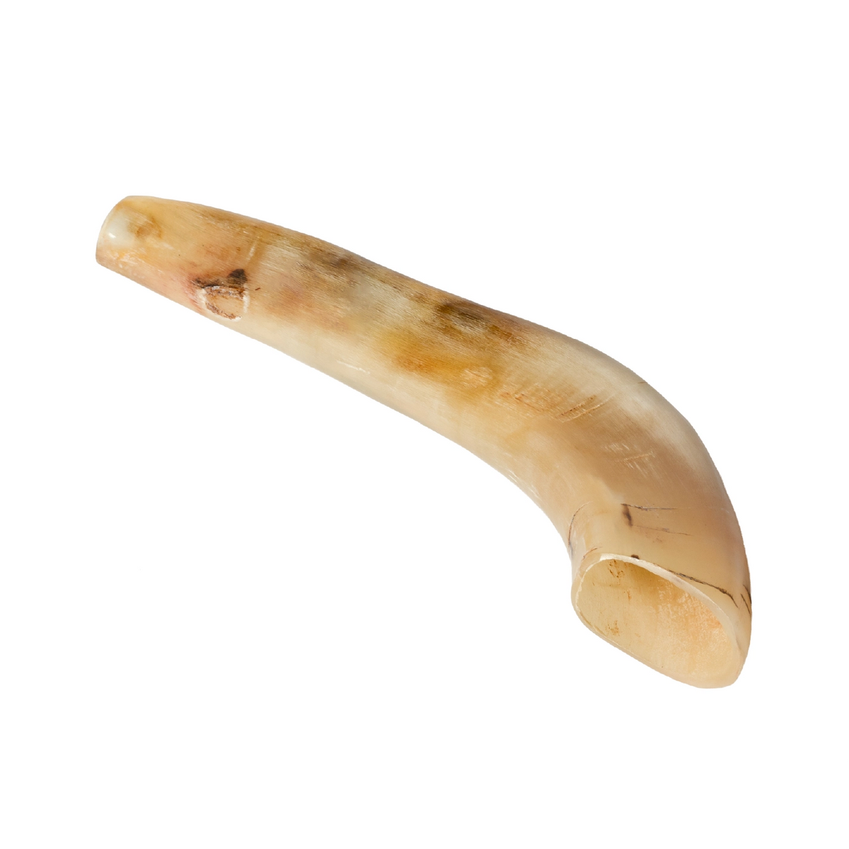 Shofar de Carnero Pequeño 7.5–10.6 in (19–27 cm)