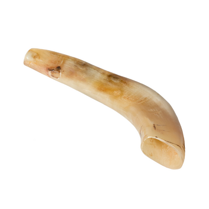 Shofar de Carnero Pequeño 7.5–10.6 in (19–27 cm)