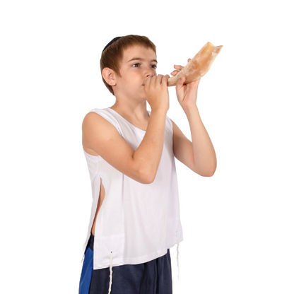 Shofar de Carnero Pequeño 7.5–10.6 in (19–27 cm)
