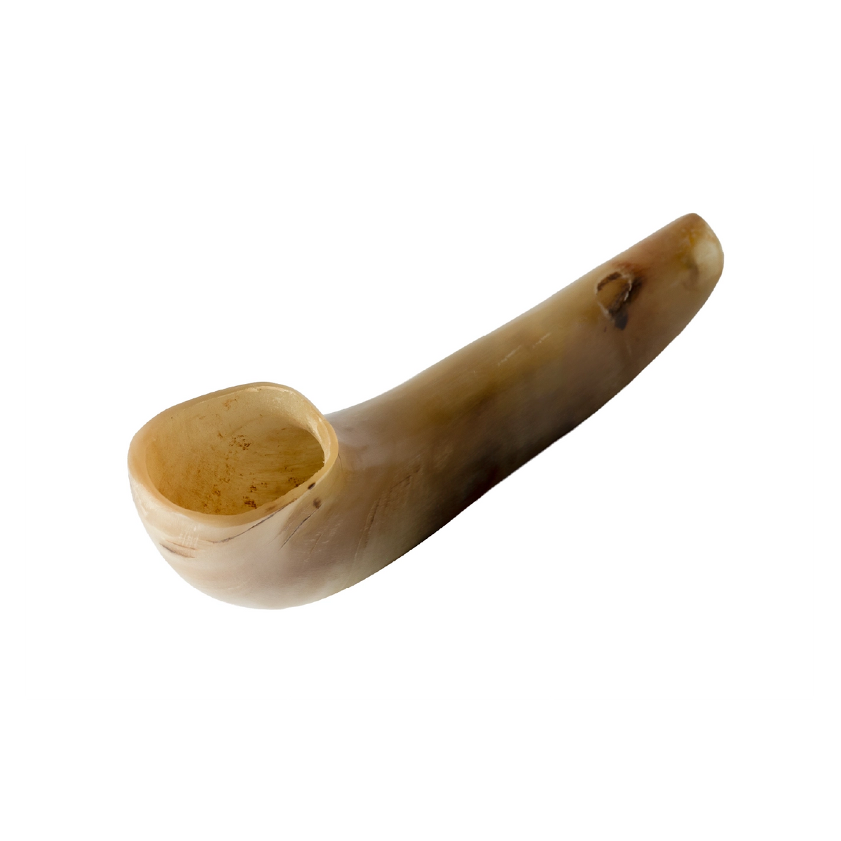 Shofar de Carnero Pequeño 7.5–10.6 in (19–27 cm)