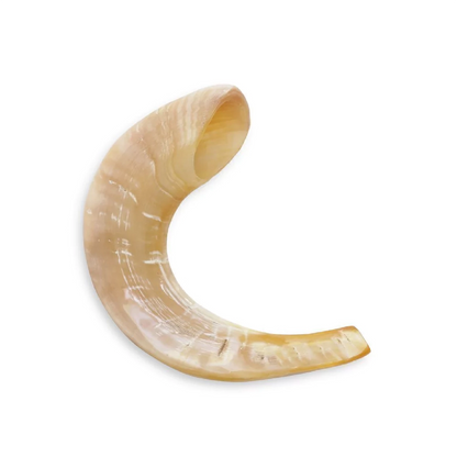 Shofar de Carnero Pequeño 7.5–10.6 in (19–27 cm)