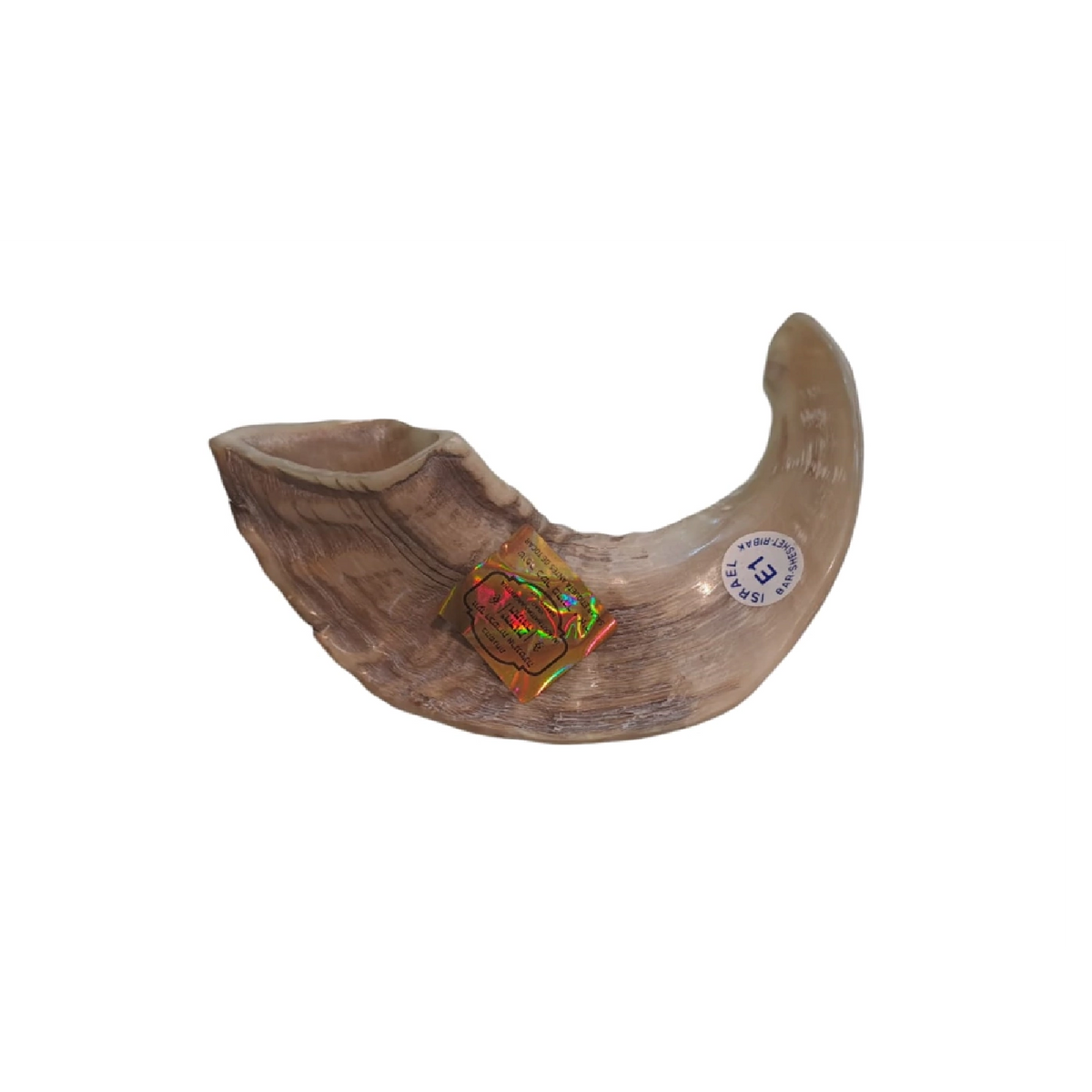 Shofar de Carnero Pequeño 7.5–10.6 in (19–27 cm)