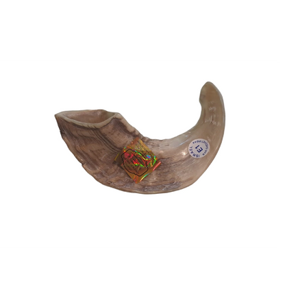 Shofar de Carnero Pequeño 7.5–10.6 in (19–27 cm)