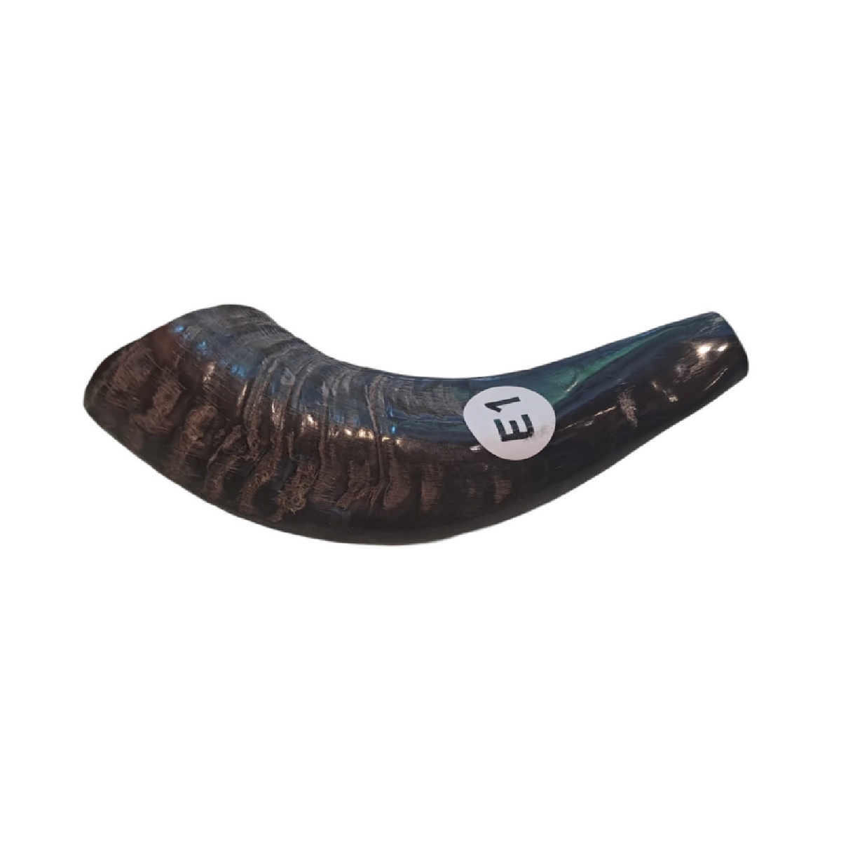 Shofar de Carnero Pequeño 7.5–10.6 in (19–27 cm)