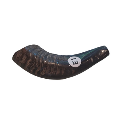 Shofar de Carnero Pequeño 7.5–10.6 in (19–27 cm)