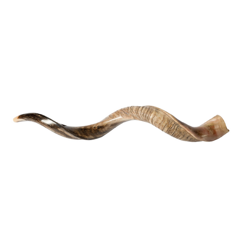 Shofar de Antílope/Yemenita 47.2 in (120 cm)