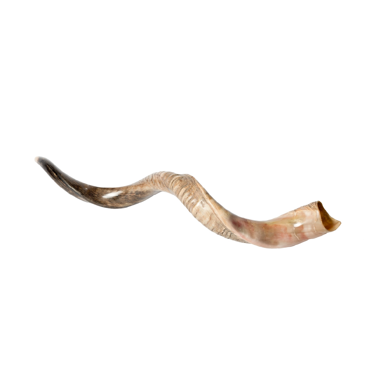 Shofar de Antílope/Yemenita 47.2 in (120 cm)
