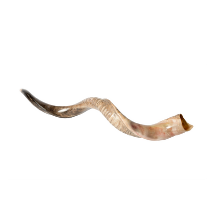 Shofar de Antílope/Yemenita 47.2 in (120 cm)