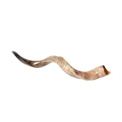Shofar de Antílope/Yemenita 47.2 in (120 cm)