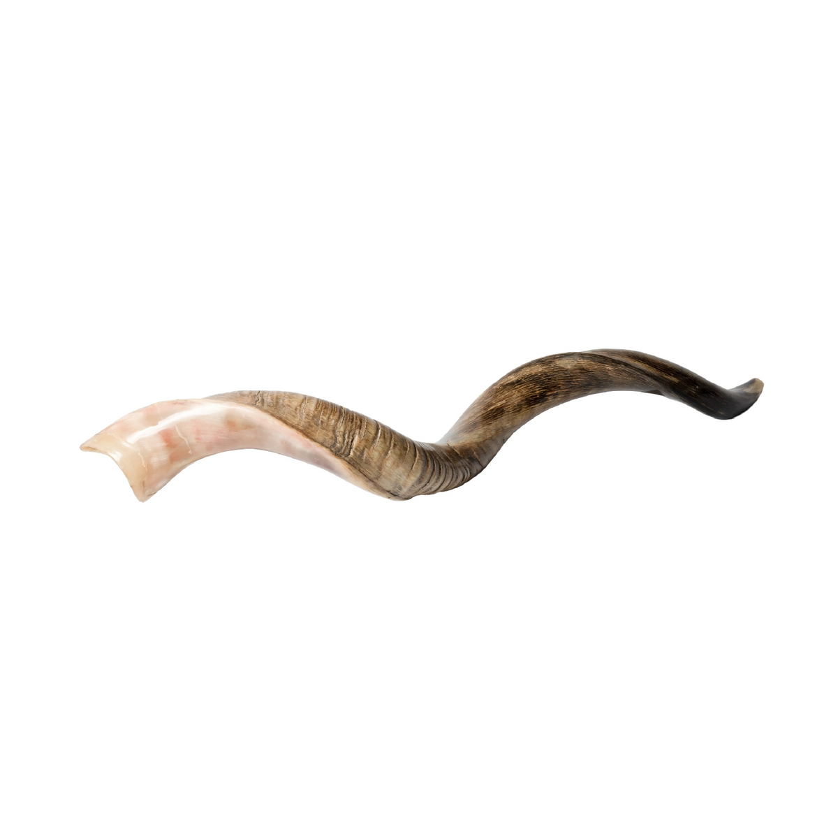 Shofar de Antílope/Yemenita 47.2 in (120 cm)