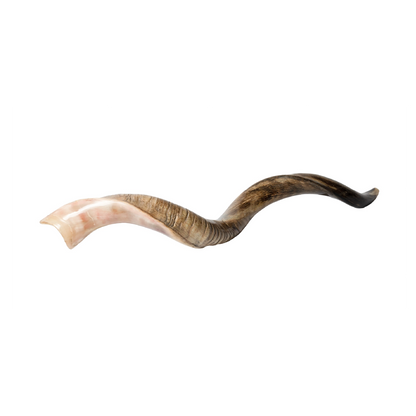 Shofar de Antílope/Yemenita 47.2 in (120 cm)