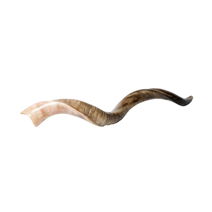 Shofar de Antílope/Yemenita 47.2 in (120 cm)