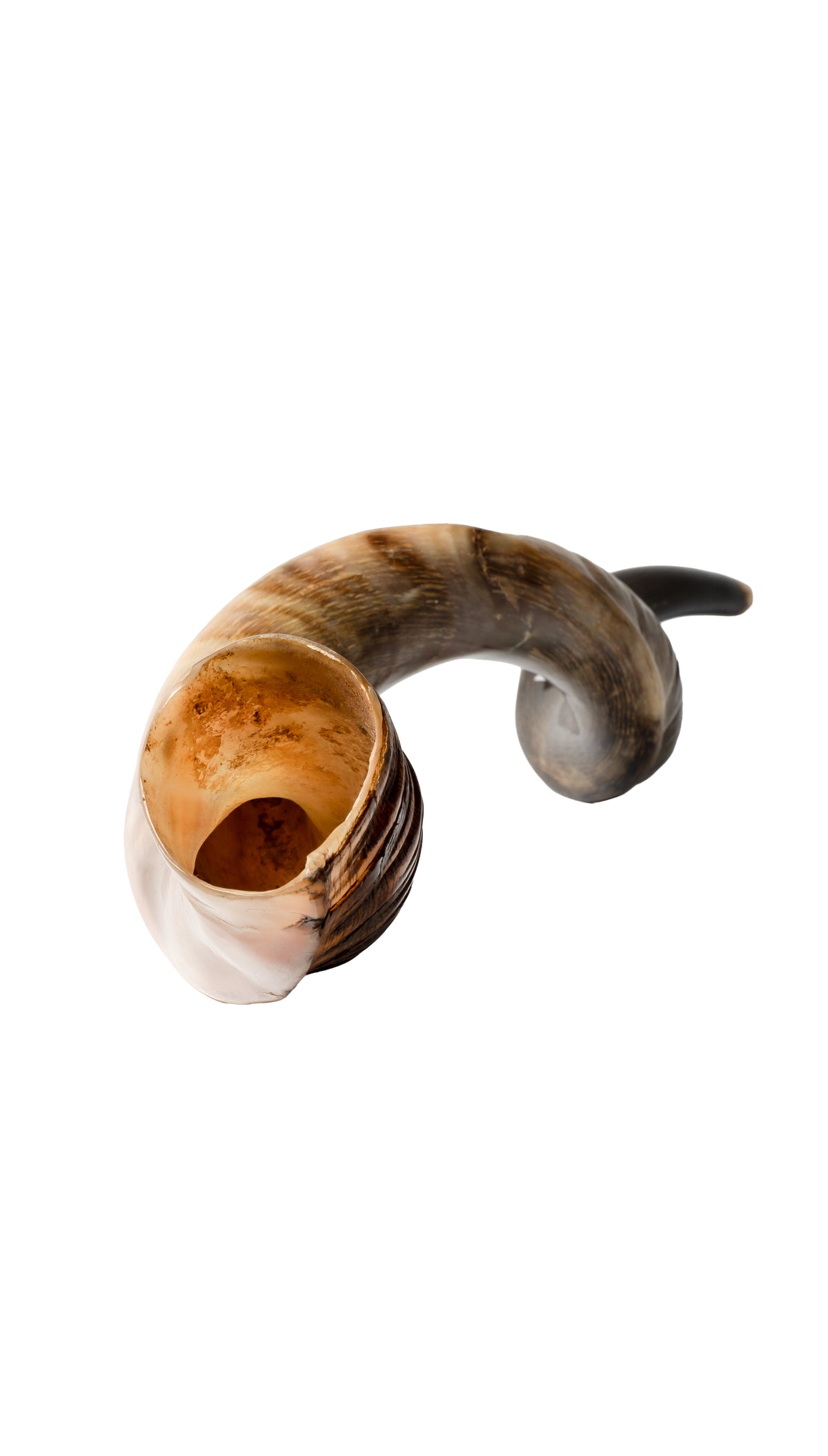 Shofar de Antílope/Yemenita 47.2 in (120 cm)