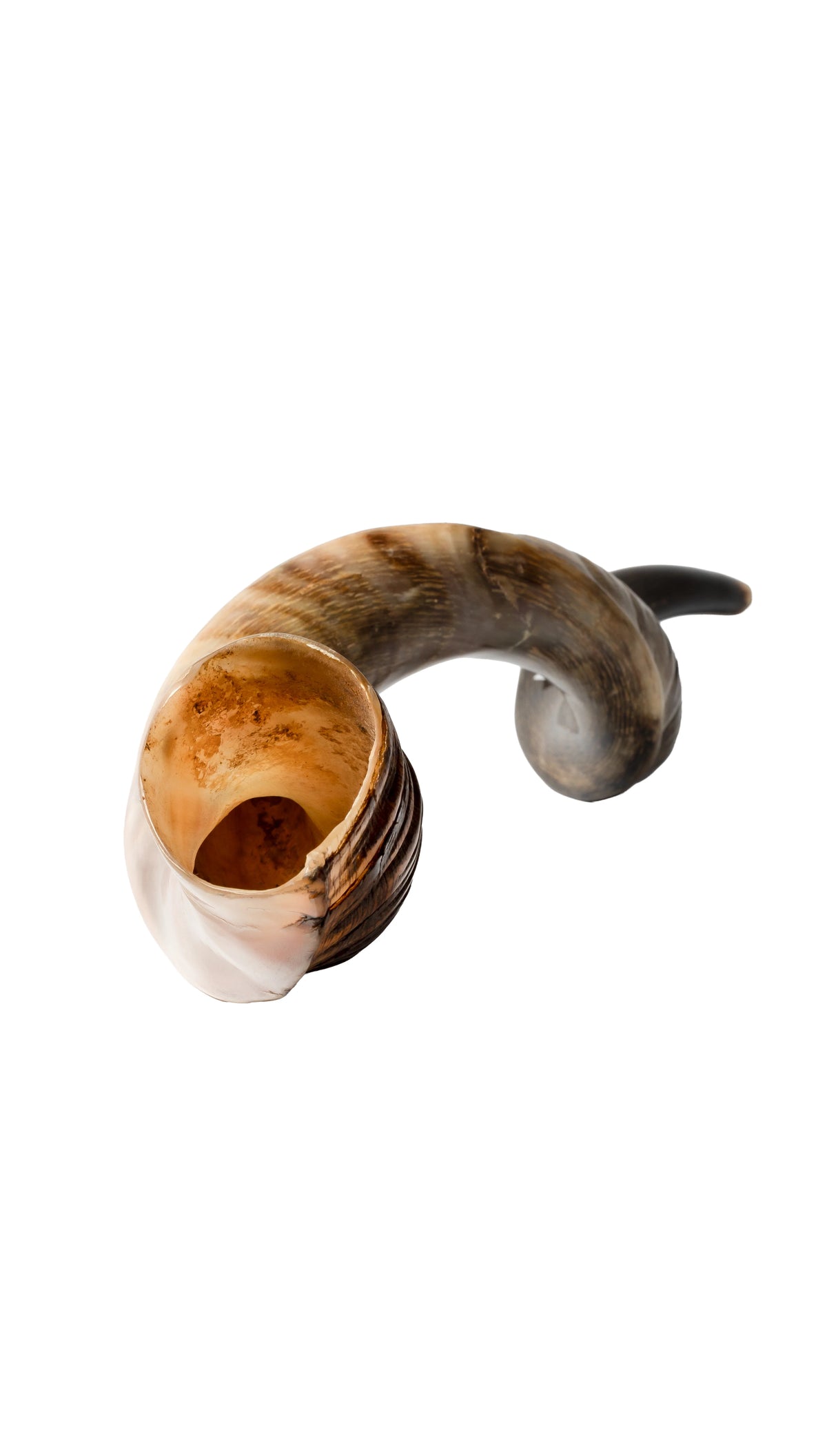 Shofar de Antílope/Yemenita 47.2 in (120 cm)