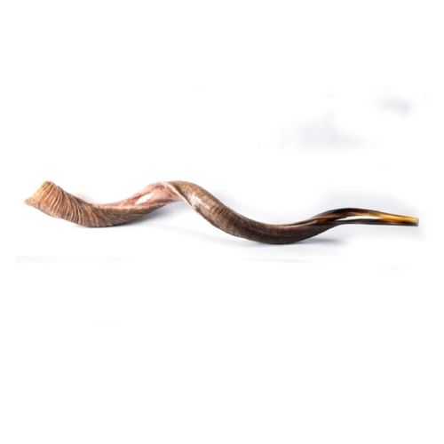 Shofar de Antílope/Yemenita Jumbo 41.7–45.3 in (106–115 cm)